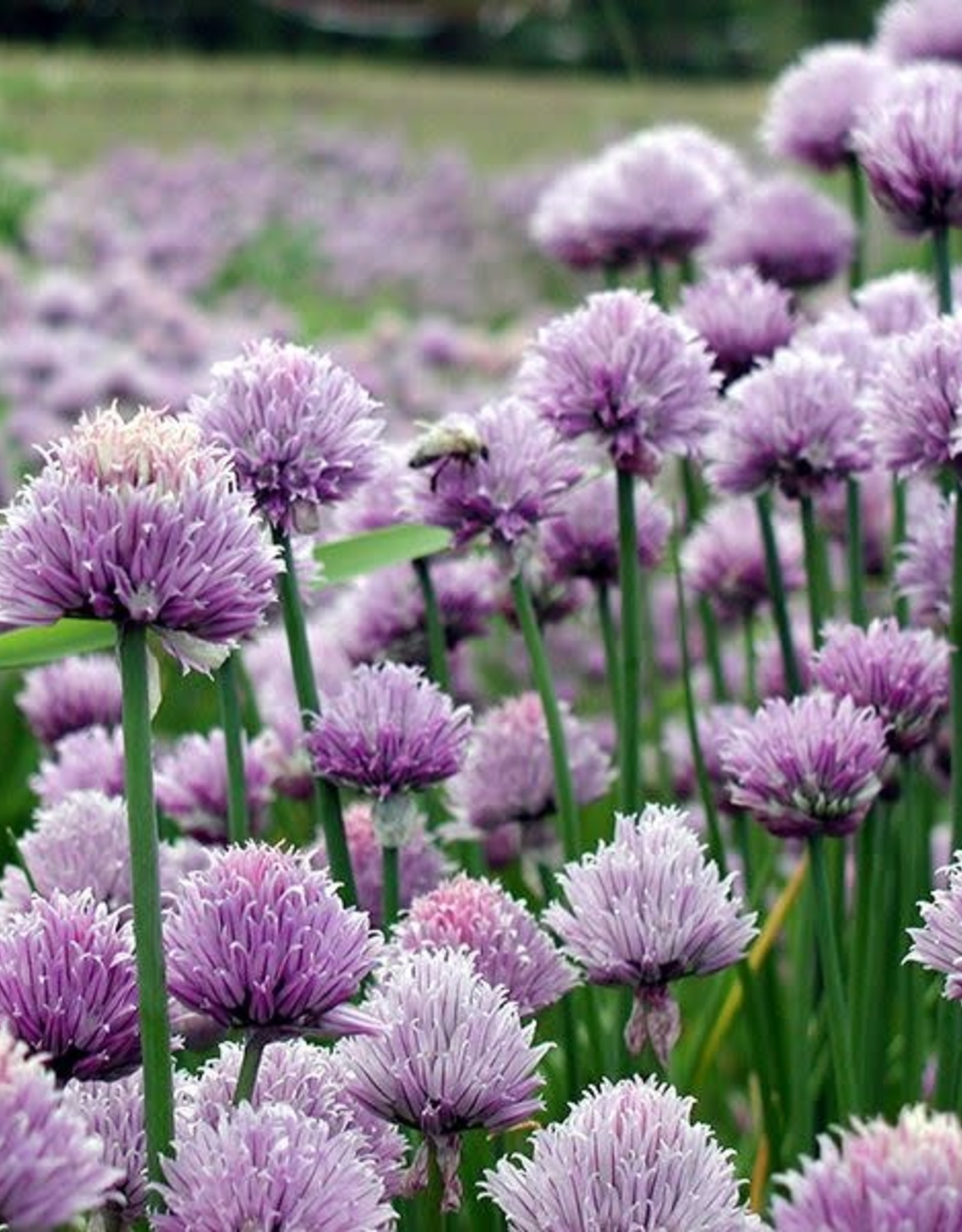 High Mowing Seed HM Chives  1/32 OZ