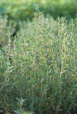 High Mowing Seed HM Thyme  1/10 GRAM
