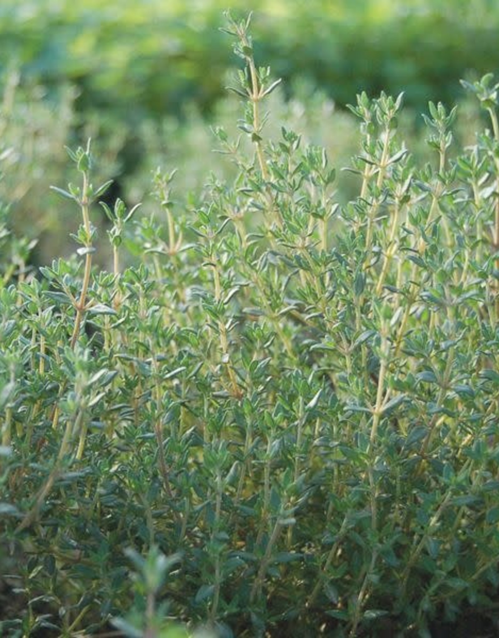 High Mowing Seed HM Thyme  1/10 GRAM