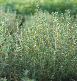 High Mowing Seed HM Thyme  1/10 GRAM