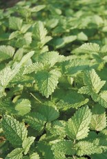 High Mowing Seed HM Lemon Balm: 1/32 OZ