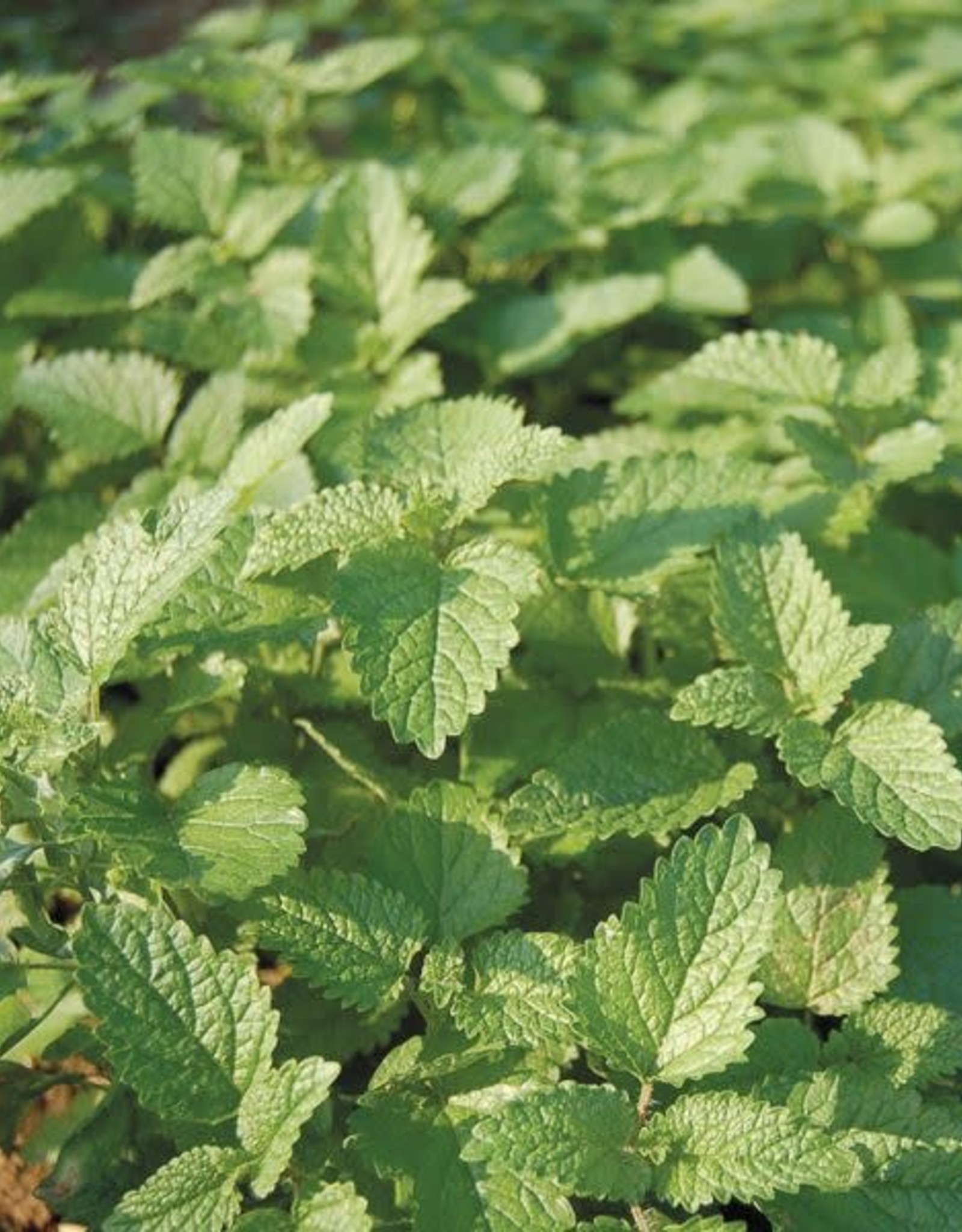 High Mowing Seed HM Lemon Balm: 1/32 OZ