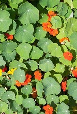 High Mowing Seed HM Nasturtium Blend  1/8 OZ