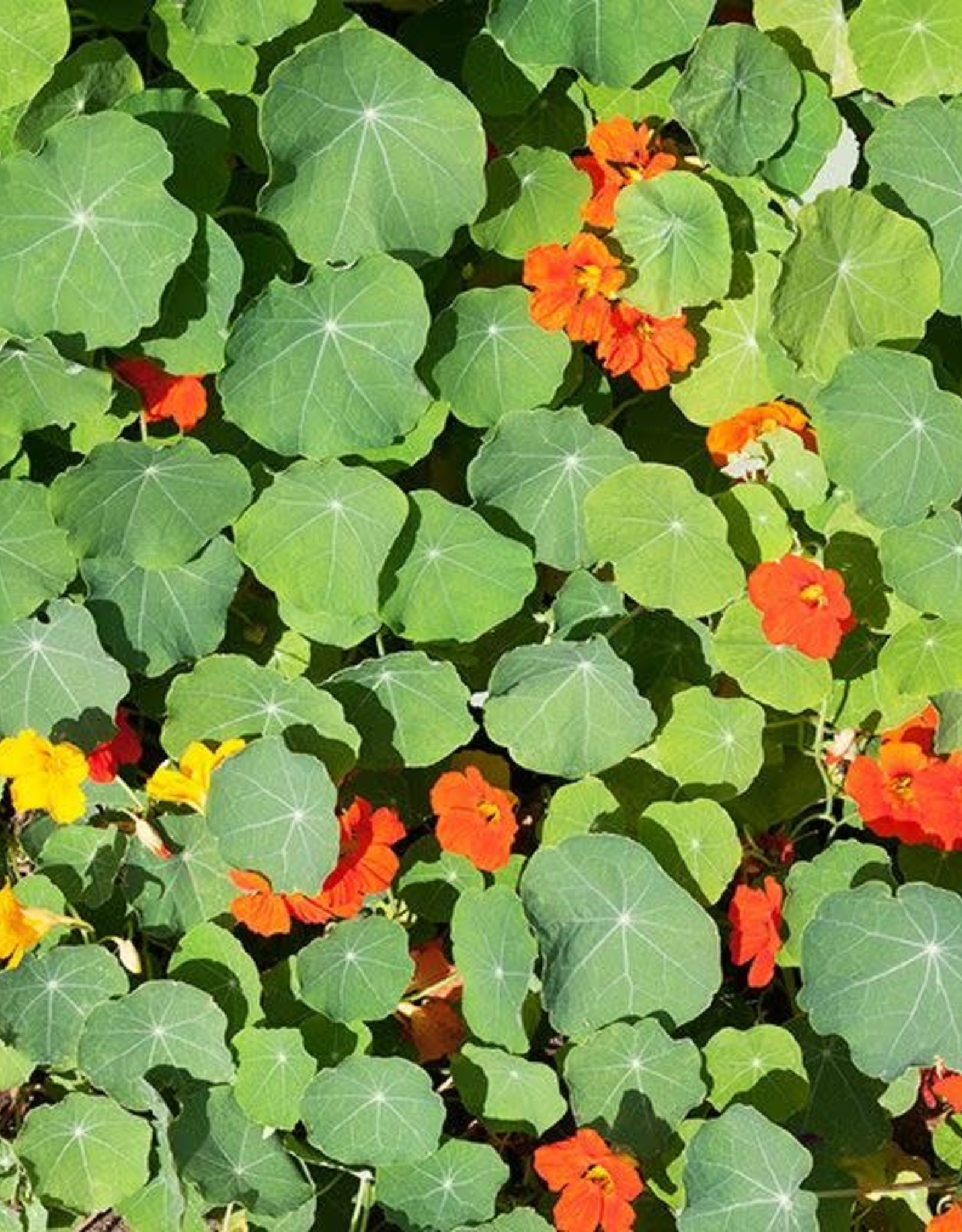 High Mowing Seed HM Nasturtium Blend  1/8 OZ