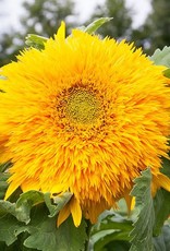 High Mowing Seed HM Goldy Double Sunflower  1/16 OZ