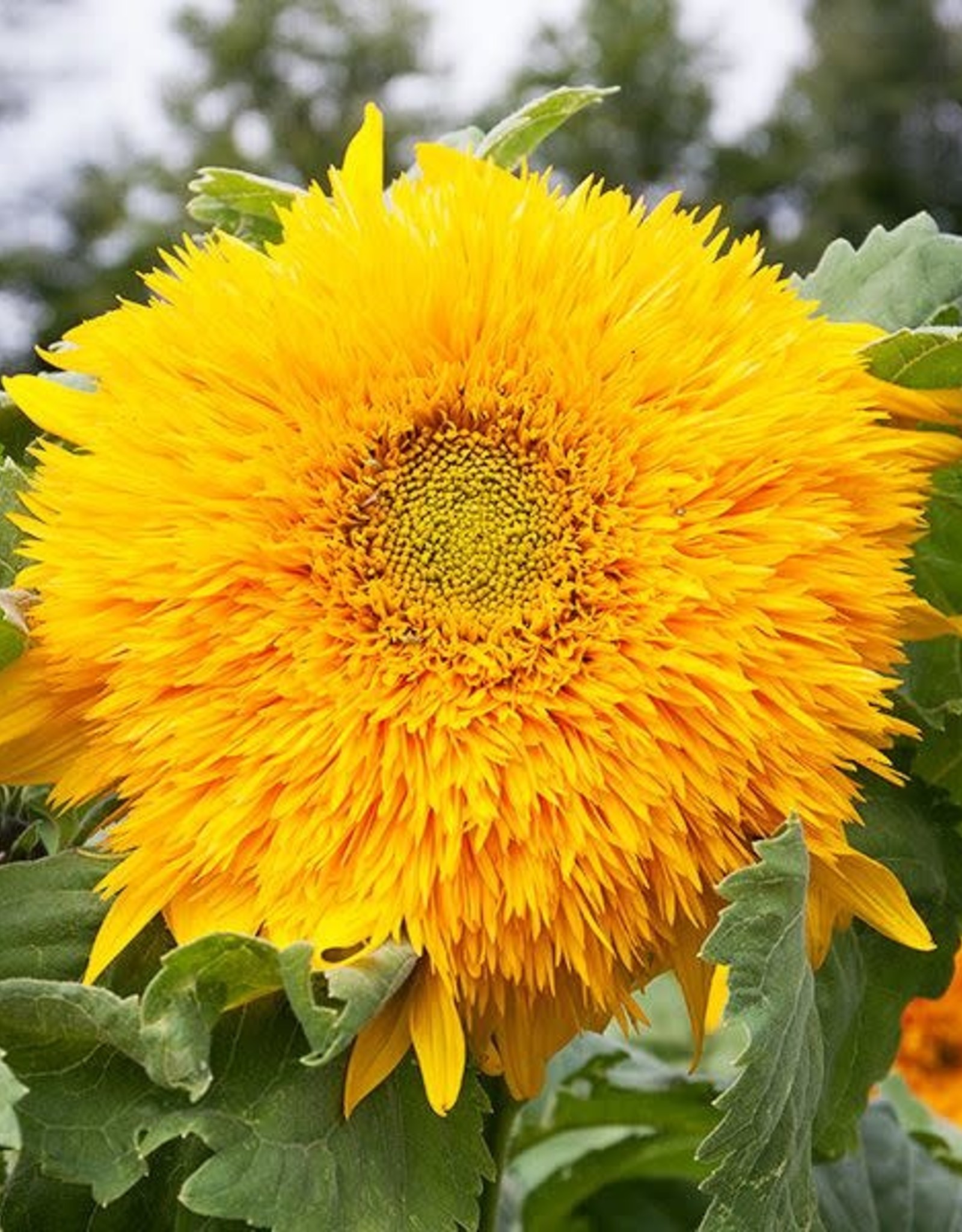 High Mowing Seed HM Goldy Double Sunflower  1/16 OZ