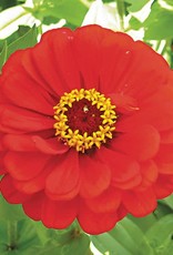 High Mowing Seed HM Red Scarlet Zinnia  1/32 OZ