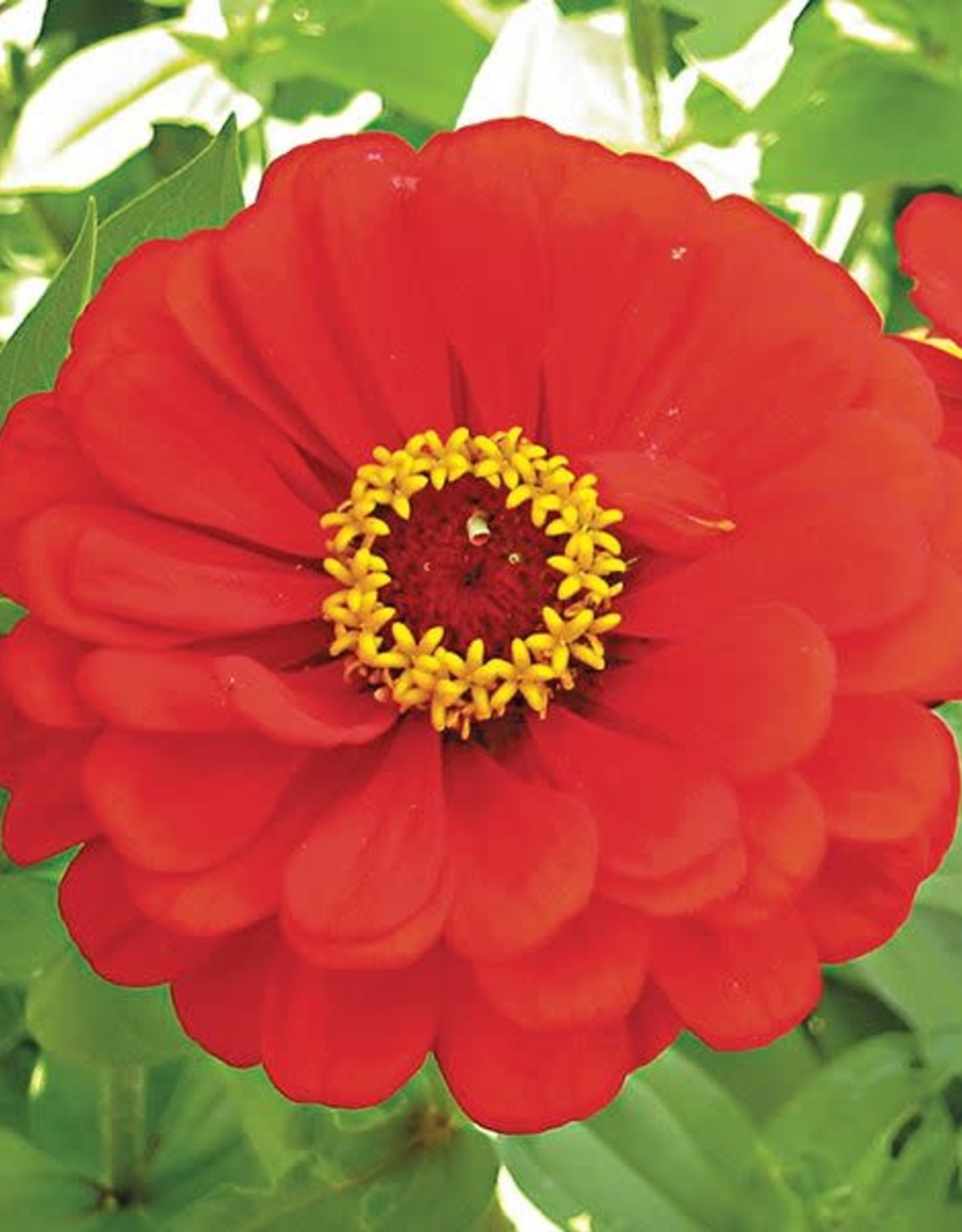 High Mowing Seed HM Red Scarlet Zinnia  1/32 OZ