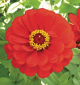 High Mowing Seed HM Red Scarlet Zinnia  1/32 OZ