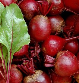 High Mowing Seed HM Detroit Dark Red Beet  1/16 OZ