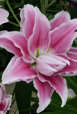Roselily Isabella