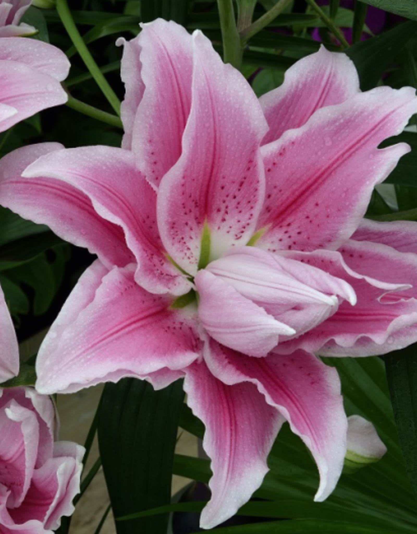 Roselily Isabella