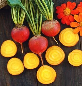 High Mowing Seed HM Touchstone Gold Beet  100 SEEDS
