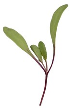 High Mowing Seed HM  Microgreens Red Beet 2 OZ