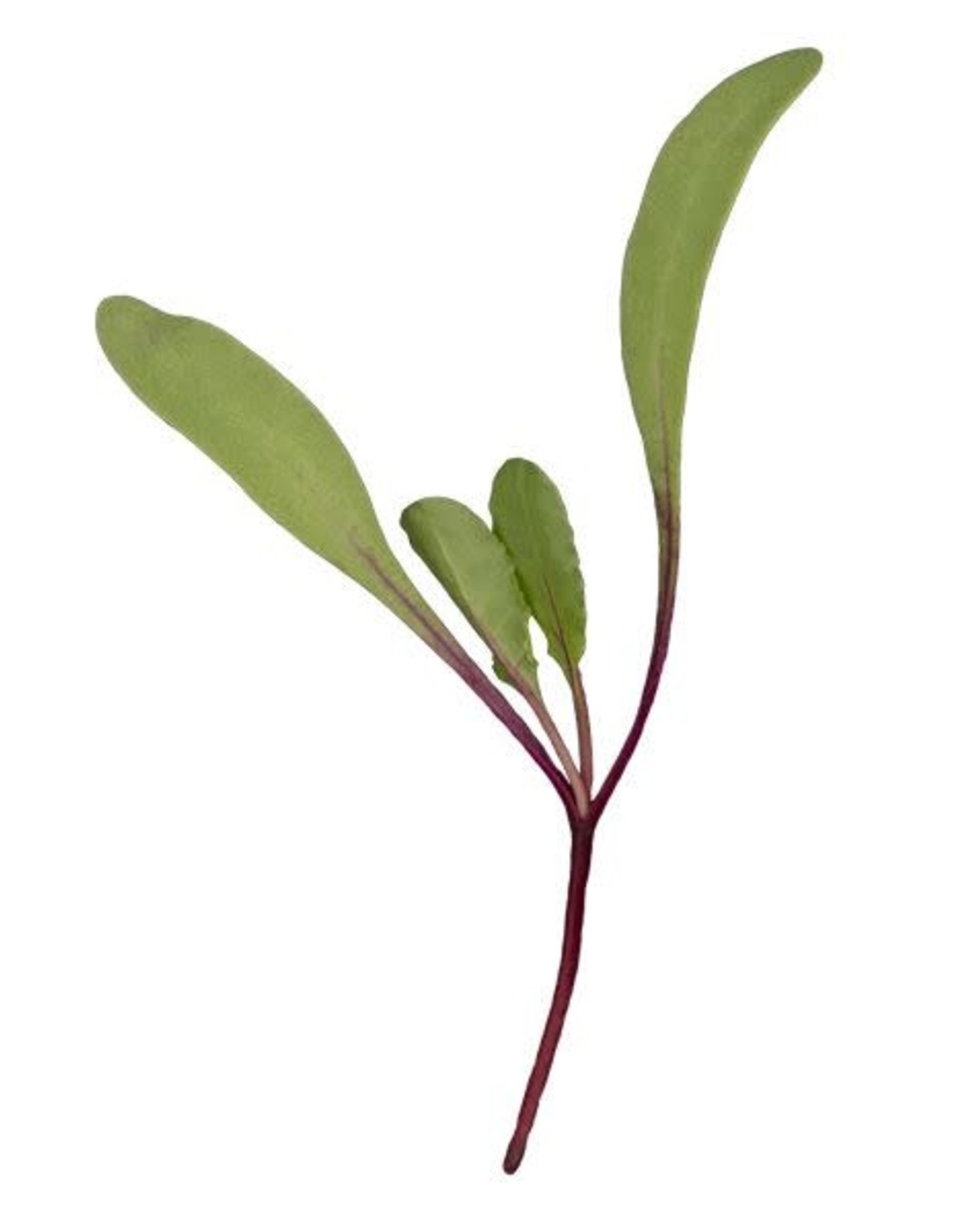 High Mowing Seed HM  Microgreens Red Beet 2 OZ
