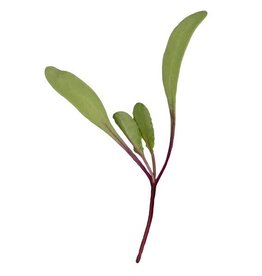 High Mowing Seed HM  Microgreens Red Beet 2 OZ