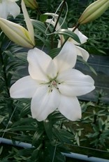 LA Hybrid Lily LITOUWEN White #1 pot