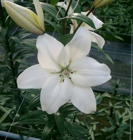 LA Hybrid Lily LITOUWEN White #1 pot