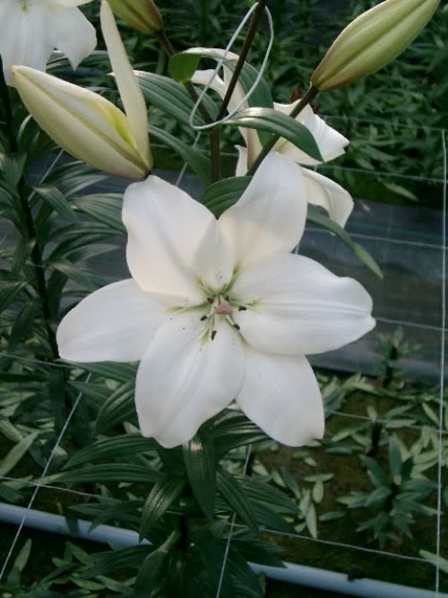 LA Hybrid Lily LITOUWEN White #1 pot - Wagon Wheel