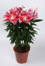 Zabo Lilium Oriental lily AFTER EIGHT substitute for Stargazer