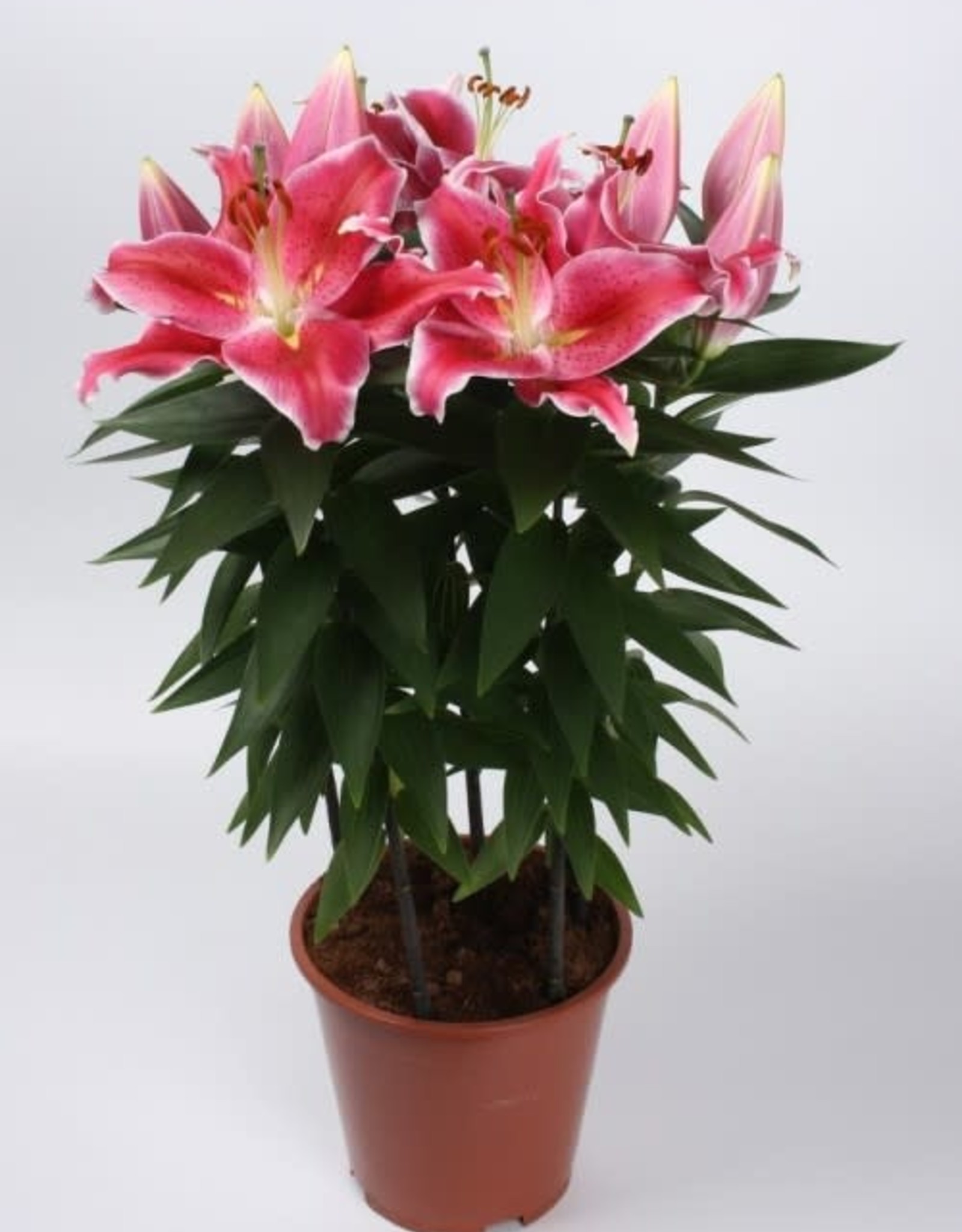 Zabo Lilium Oriental lily AFTER EIGHT substitute for Stargazer