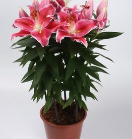 Zabo Lilium Oriental lily AFTER EIGHT substitute for Stargazer