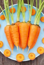 High Mowing Seed HM Red Cored Chantenay Carrot: 1/32 OZ