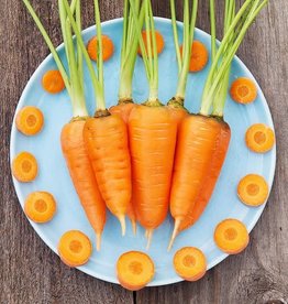 High Mowing Seed HM Red Cored Chantenay Carrot: 1/32 OZ