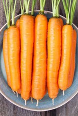 High Mowing Seed HM Napoli F1 Carrot: 250 SEEDS