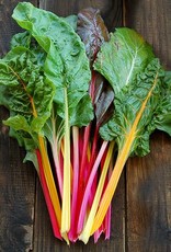 High Mowing Seed Improved Rainbow Blend Chard  1/16 OZ