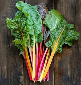 High Mowing Seed Improved Rainbow Blend Chard  1/16 OZ