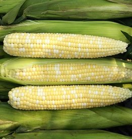 High Mowing Seed HM Seed Allure F1 Sweet Corn: 75 SEEDS