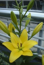 LA Hybrid Lily PAVIA Yellow #1 pot
