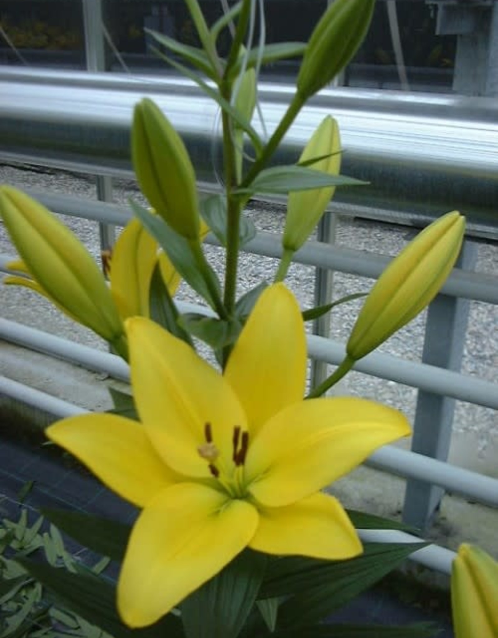 LA Hybrid Lily PAVIA Yellow #1 pot