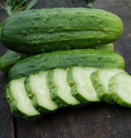 High Mowing Seed HM National Pickling Cucumber  1/16 OZ