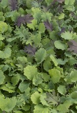 High Mowing Seed HM Ironman Kale Mix  1/32 OZ