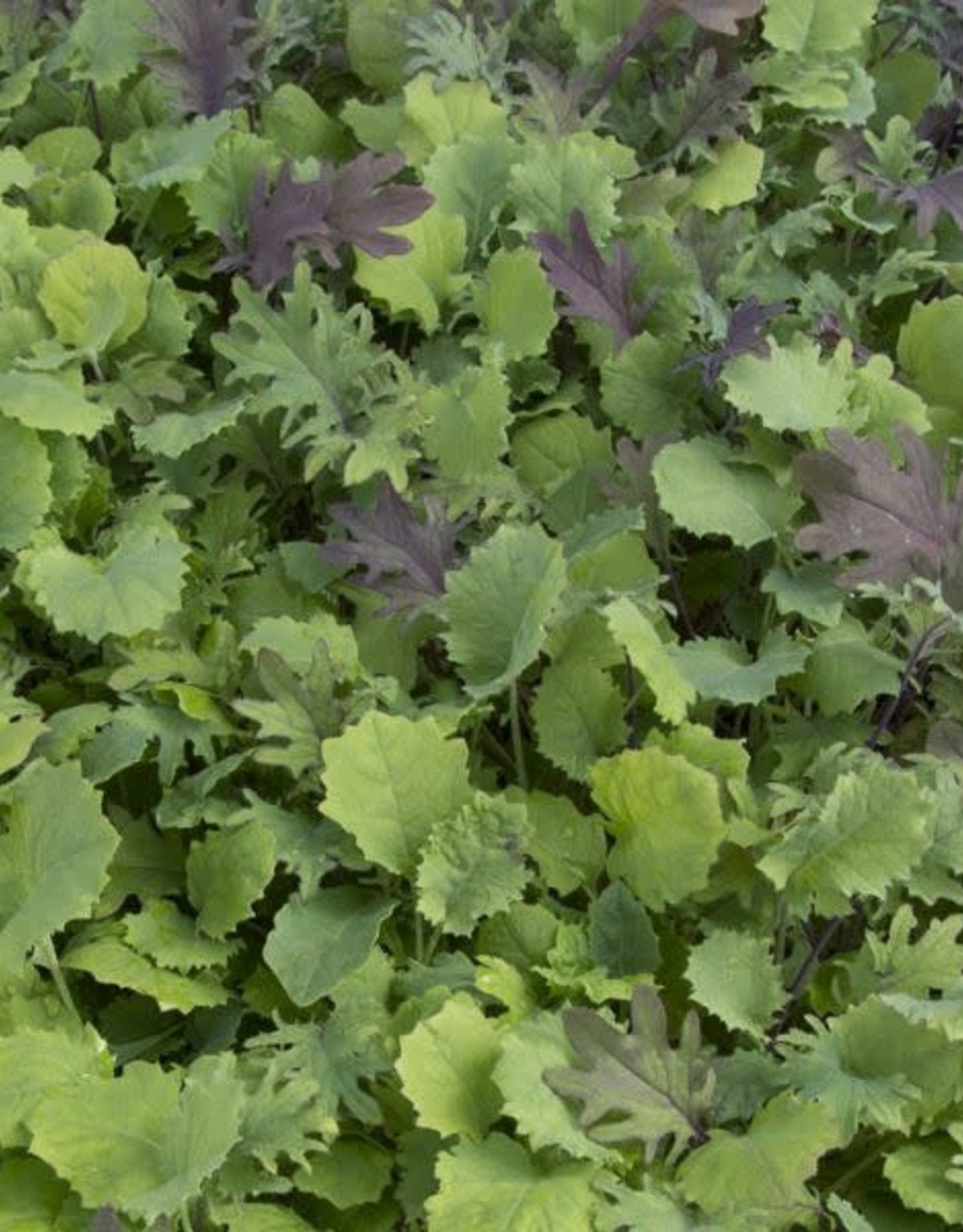 High Mowing Seed HM Ironman Kale Mix  1/32 OZ