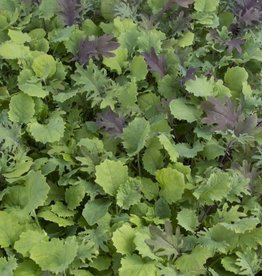 High Mowing Seed HM Ironman Kale Mix  1/32 OZ