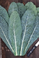 High Mowing Seed HM Lacinato Kale  1/32 OZ