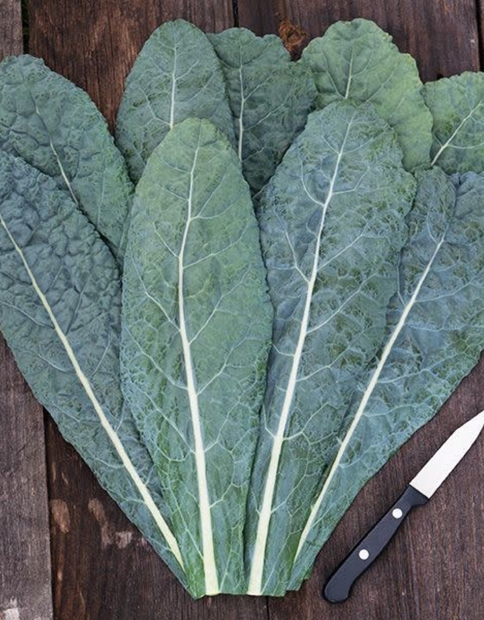 High Mowing Seed HM Lacinato Kale  1/32 OZ