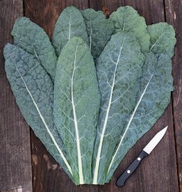 High Mowing Seed HM Lacinato Kale: 1/32 OZ