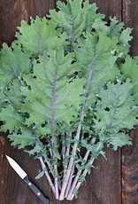 High Mowing Seed HM Red Russian Kale  1/32 OZ