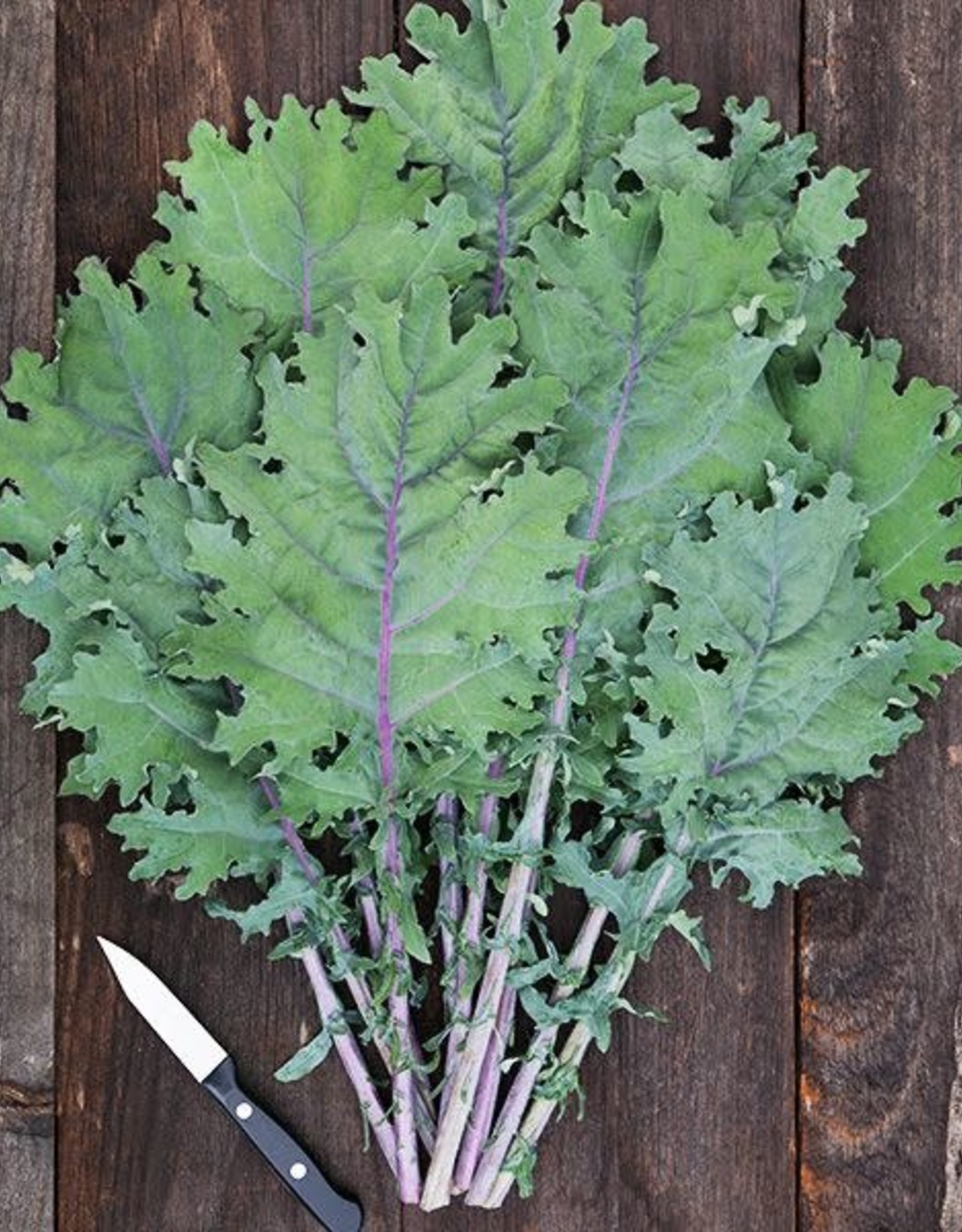 High Mowing Seed HM Red Russian Kale  1/32 OZ