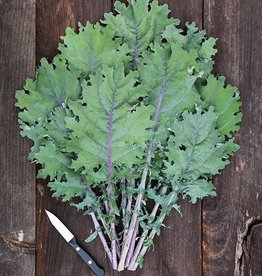 High Mowing Seed HM Red Russian Kale  1/32 OZ