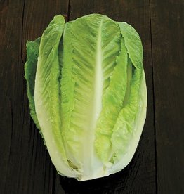 High Mowing Seed HM Green Towers Lettuce  500 SEEDS