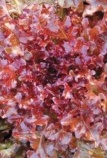 High Mowing Seed Red Salad Bowl Lettuce: 1/32 OZ