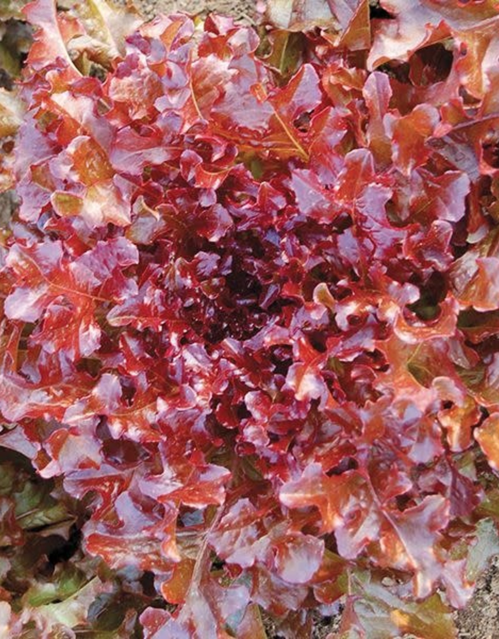 High Mowing Seed Red Salad Bowl Lettuce: 1/32 OZ