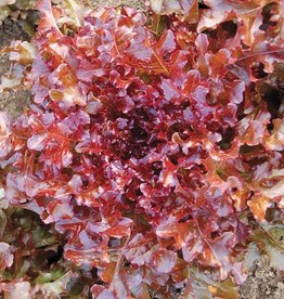 High Mowing Seed Red Salad Bowl Lettuce: 1/32 OZ