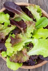 High Mowing Seed HM Gourmet Lettuce Blend  1/32 OZ