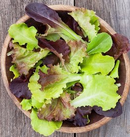 High Mowing Seed HM Gourmet Lettuce Blend  1/32 OZ